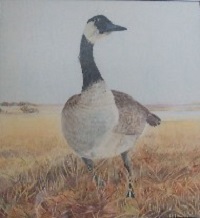 Painting - Maine Marsh Duck