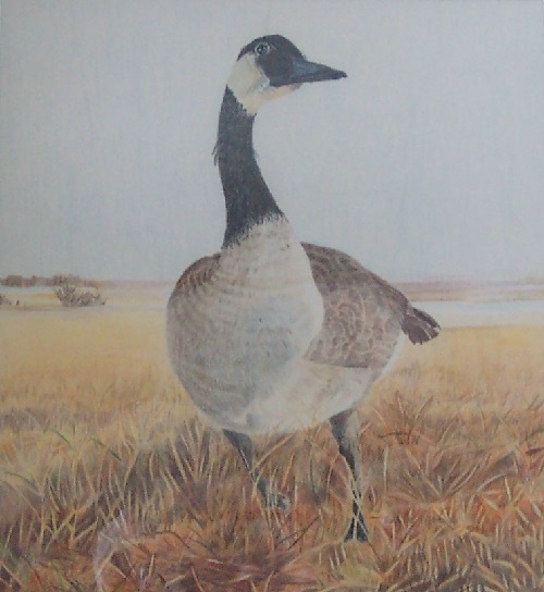 Painting - "Maine Marsh Duck", by Ruth Friberg, Maine artist