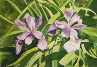 Painting - "Iris", by Ruth Friberg, Maine artist.