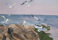 Gulls on Rocky Maine Shore, painting by Ruth Friberg, Maine artist